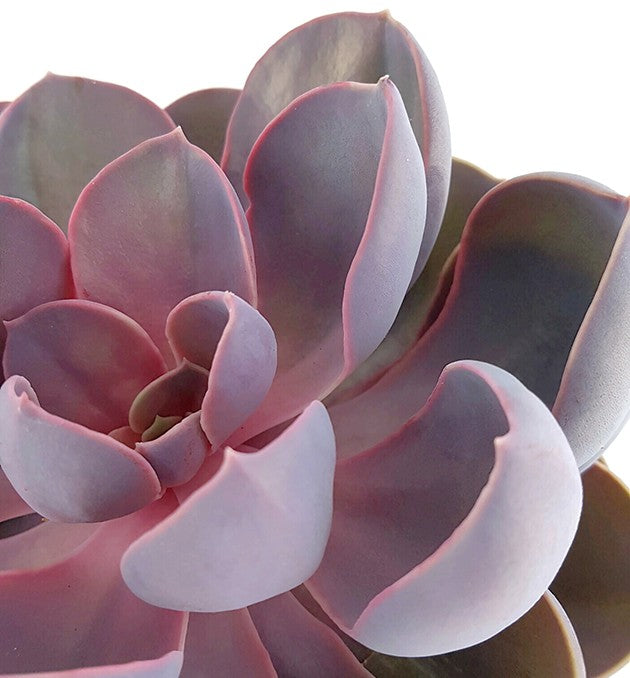 Echeveria "spoon pearl" - violettes Dickblatt