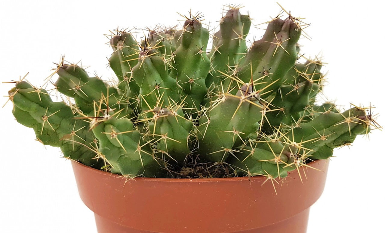 Echinocereus pentalophus - Kaktus