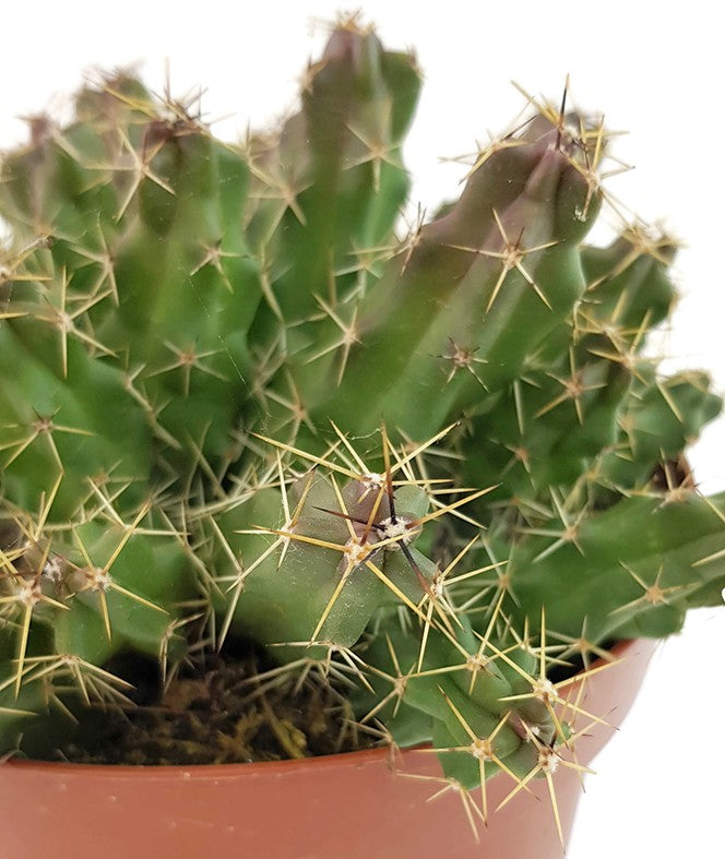 Echinocereus pentalophus - Kaktus