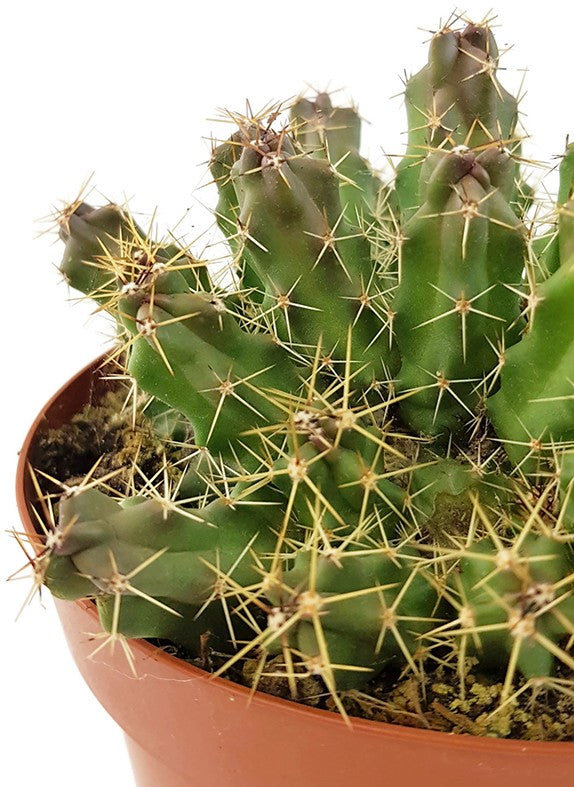 Echinocereus pentalophus - Kaktus
