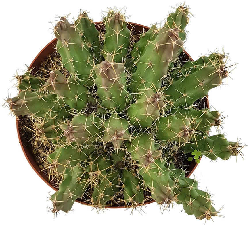 Echinocereus pentalophus - Kaktus
