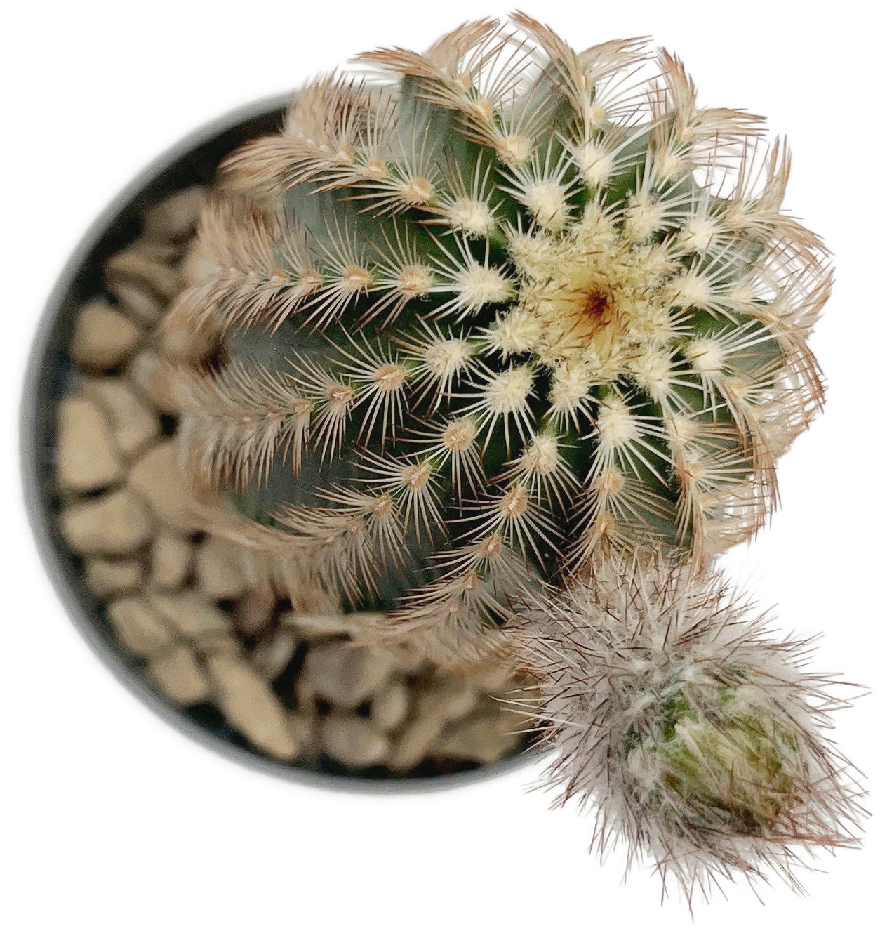 Echinocereus reichenbachii - Reichenbachs Igelkaktus