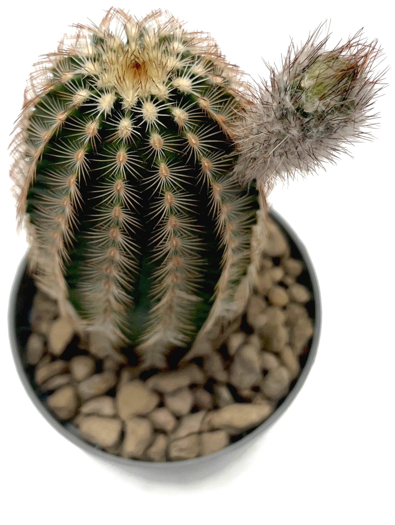 Echinocereus reichenbachii - Reichenbachs Igelkaktus