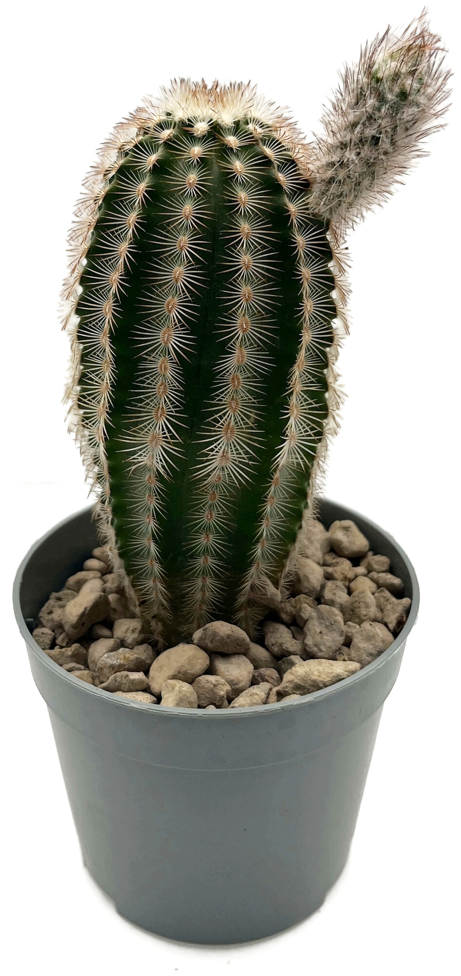 Echinocereus reichenbachii - Reichenbachs Igelkaktus