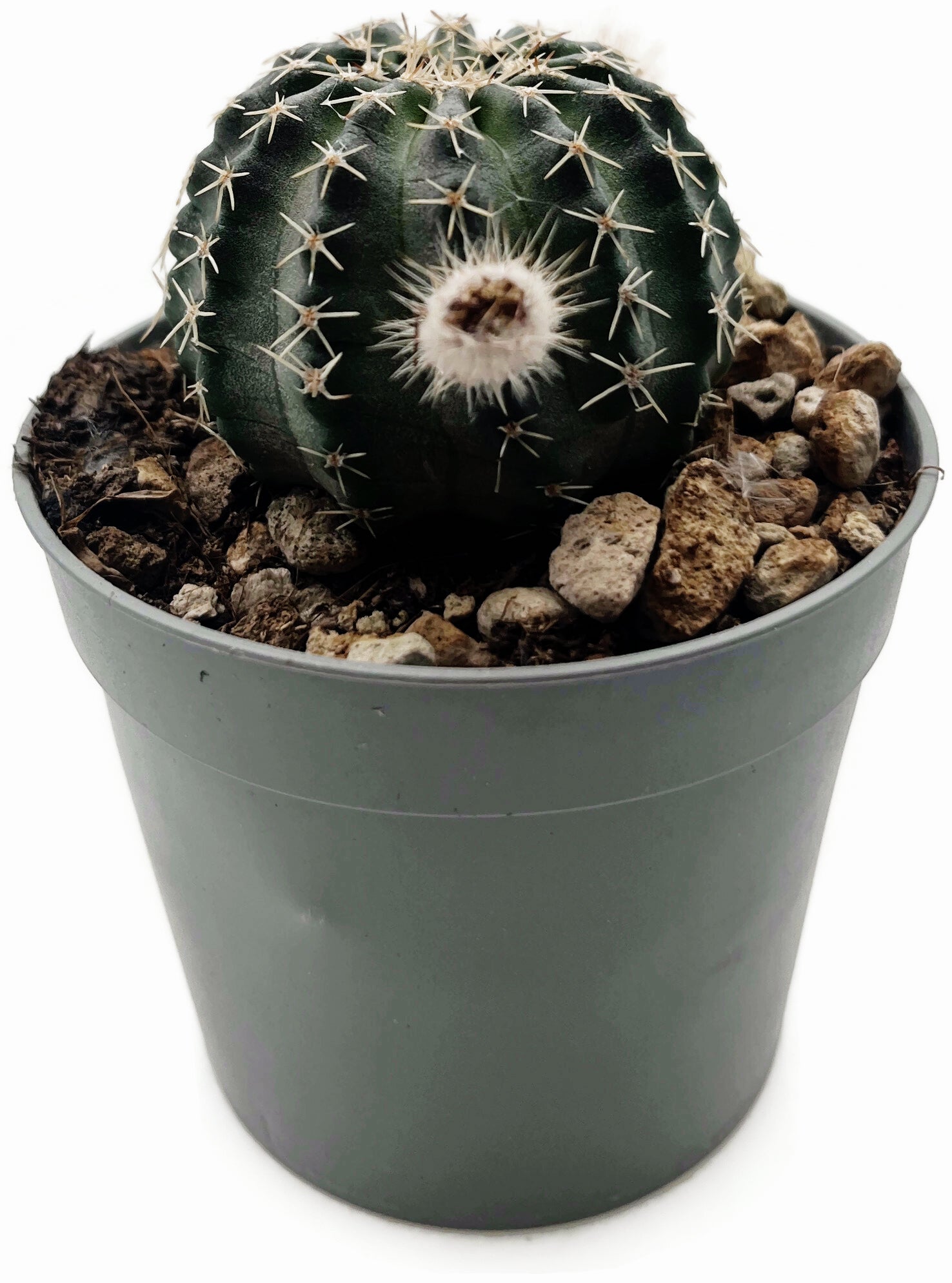 Echinocereus pulchellos sub