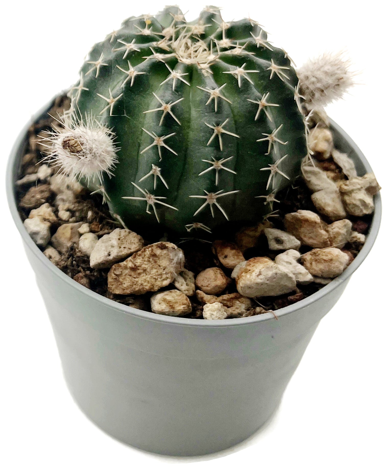 Echinocereus pulchellos sub