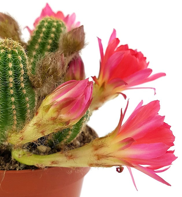 Echinopsis Chamaecereus Hybride "Cerise" - Zwergsäulenkaktus