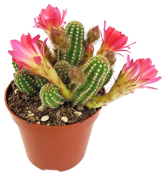 Echinopsis Chamaecereus Hybride "Cerise" - Zwergsäulenkaktus