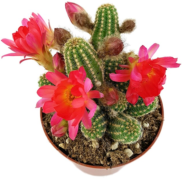 Echinopsis Chamaecereus Hybride "Cerise" - Zwergsäulenkaktus