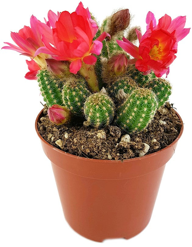 Echinopsis Chamaecereus Hybride "Cerise" - Zwergsäulenkaktus
