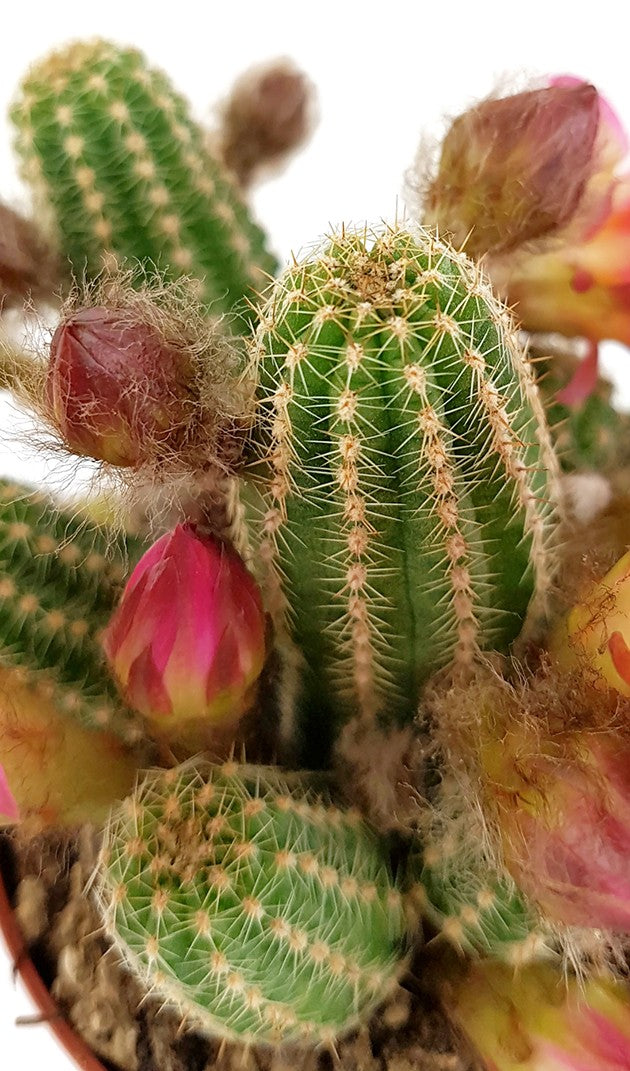 Echinopsis Chamaecereus Hybride "Cerise" - Zwergsäulenkaktus