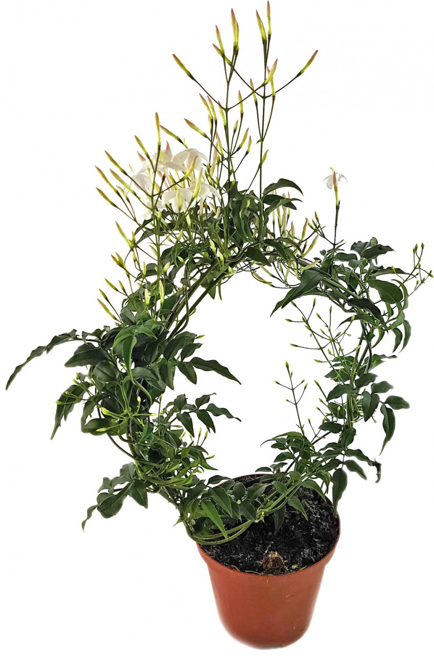 Jasminum polyanthum - echter, duftender Jasmin