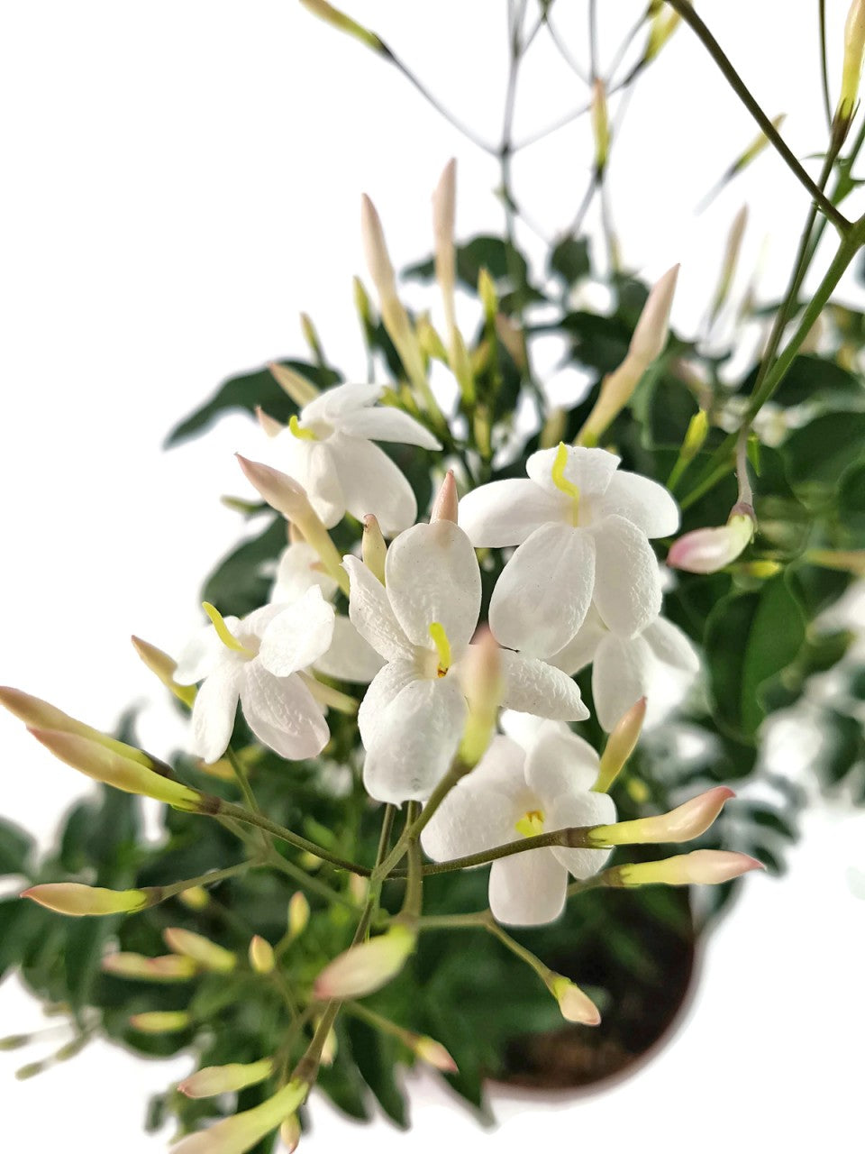 Jasminum polyanthum - echter, duftender Jasmin
