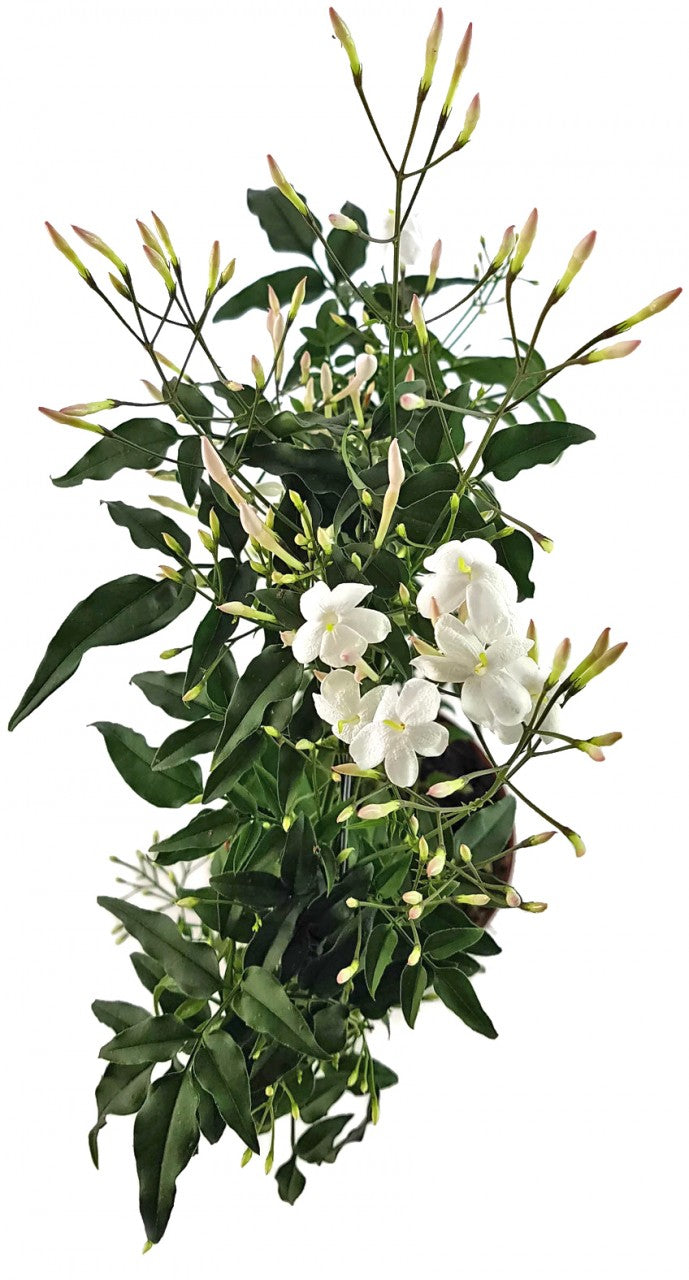 Jasminum polyanthum - echter, duftender Jasmin