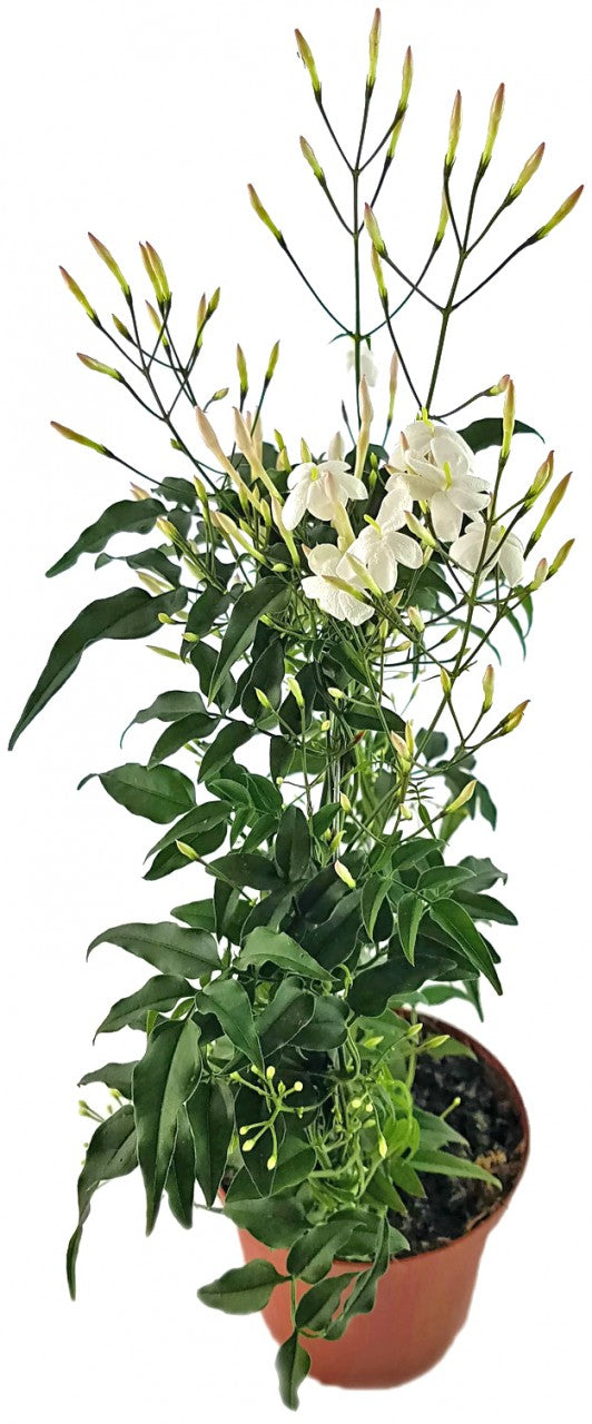 Jasminum polyanthum - echter, duftender Jasmin