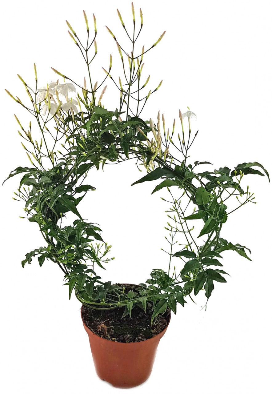 Jasminum polyanthum - echter, duftender Jasmin