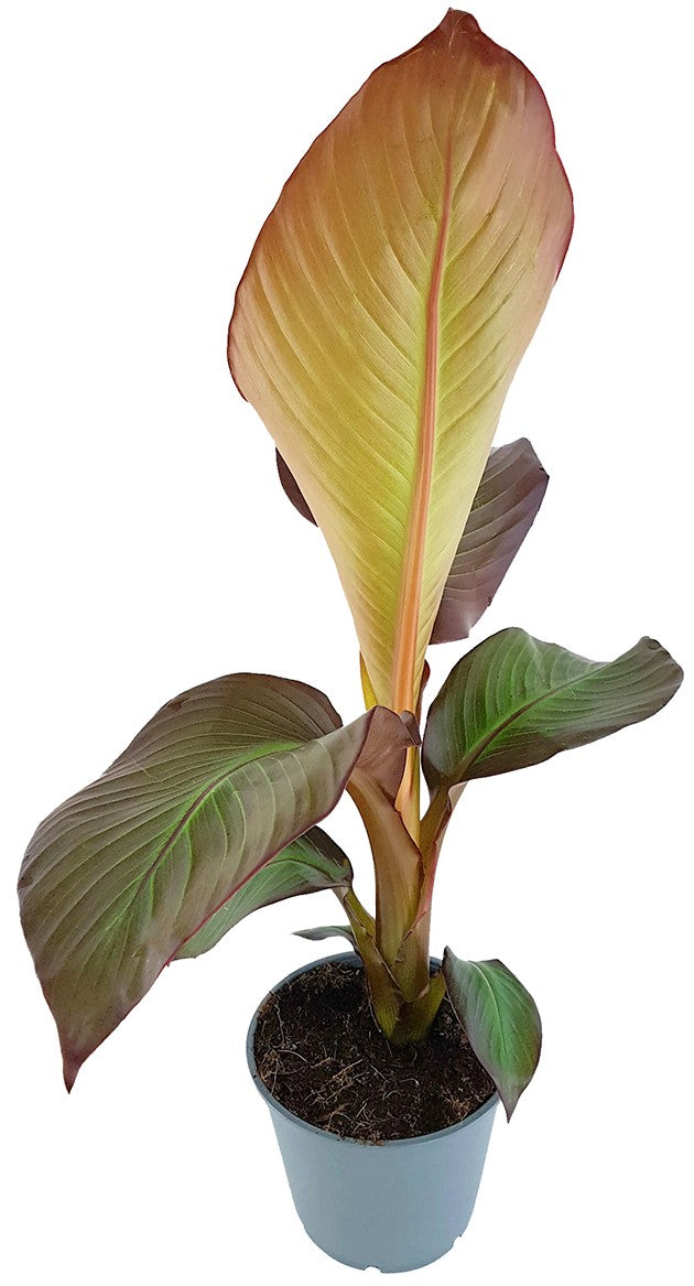 Ensete "maurelli" - rote Zierbanane
