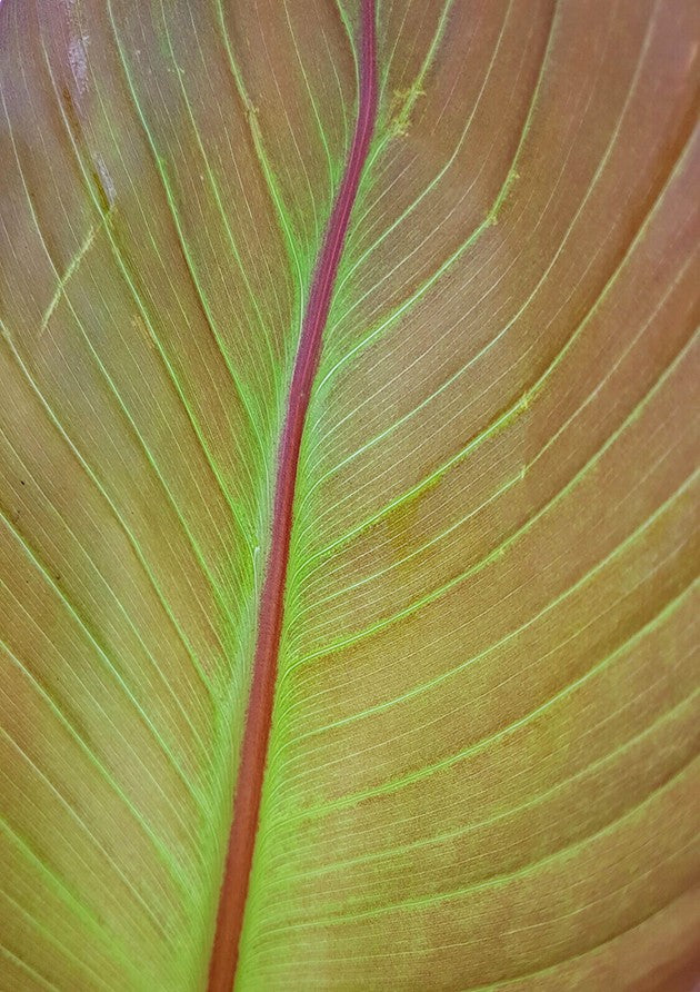 Ensete "maurelli" - rote Zierbanane
