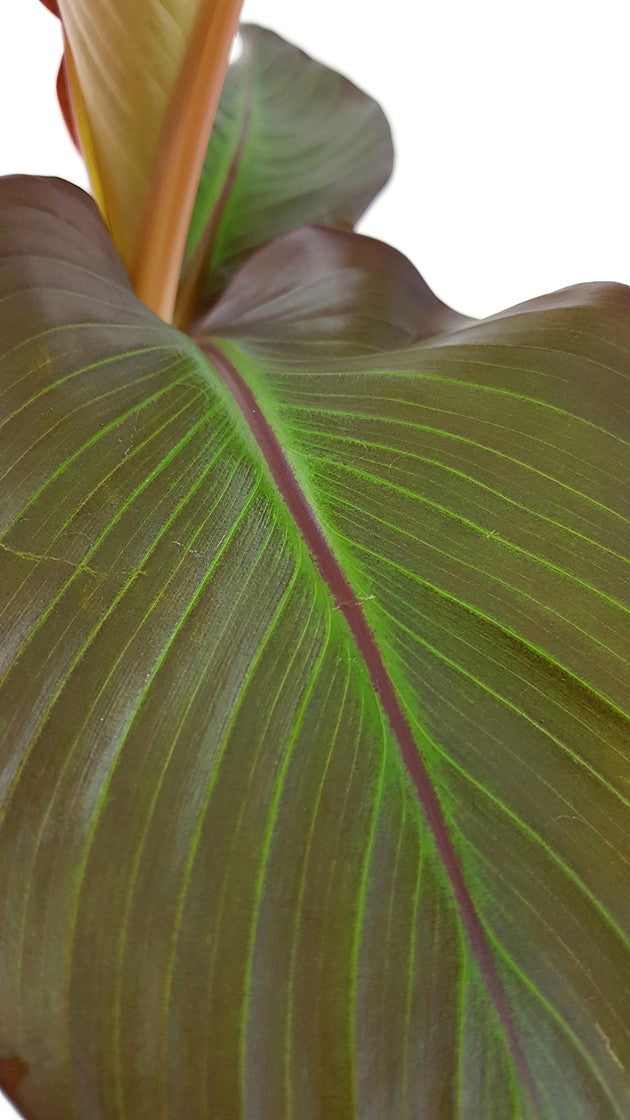 Ensete "maurelli" - rote Zierbanane