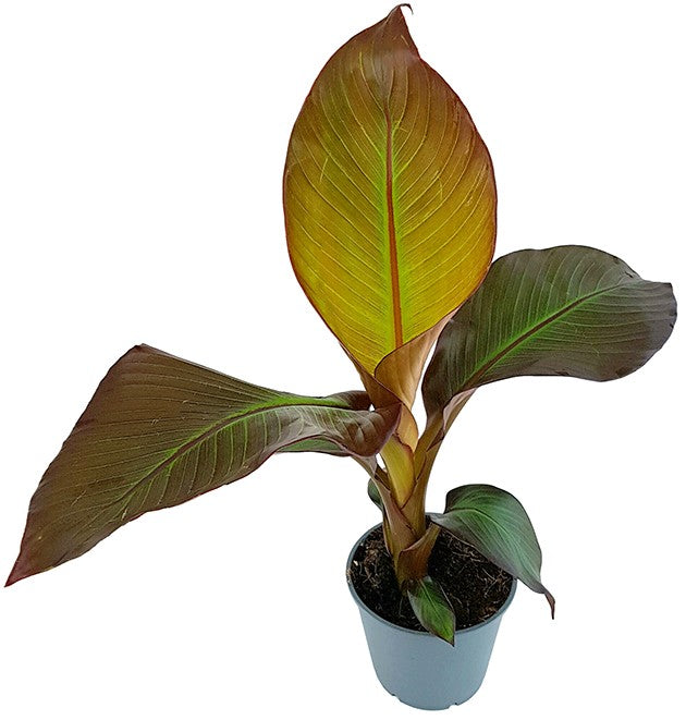 Ensete "maurelli" - rote Zierbanane
