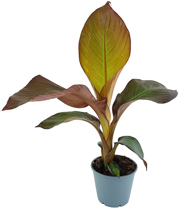 Ensete "maurelli" - rote Zierbanane