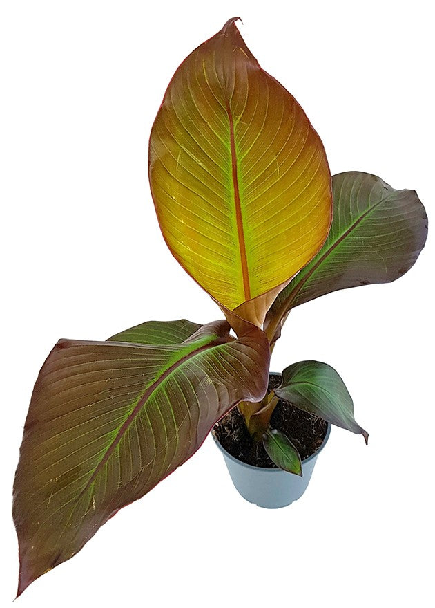 Ensete "maurelli" - rote Zierbanane