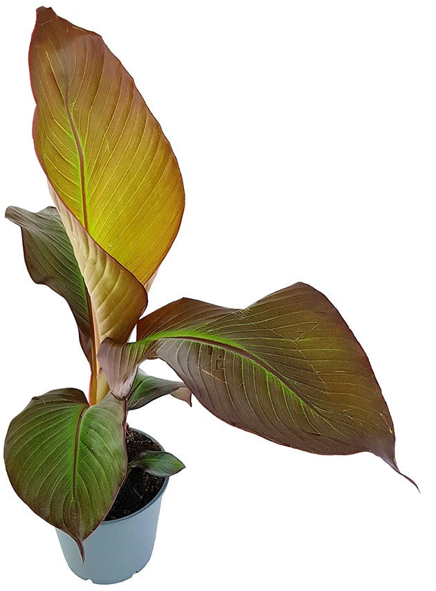 Ensete "maurelli" - rote Zierbanane