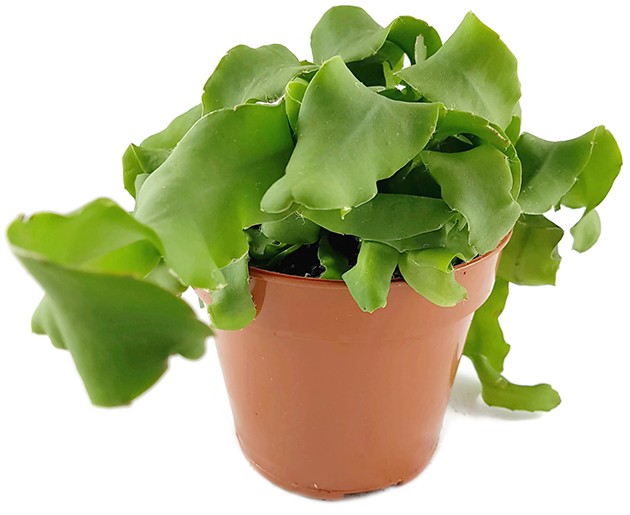 Epiphyllum guatemalense f. monstrosum - Sukkulente