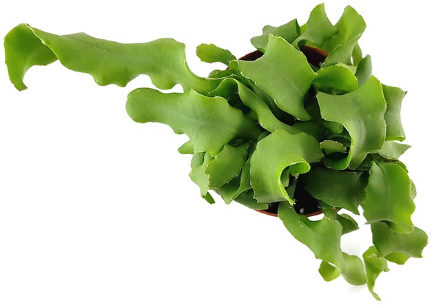 Epiphyllum guatemalense f. monstrosum - Sukkulente