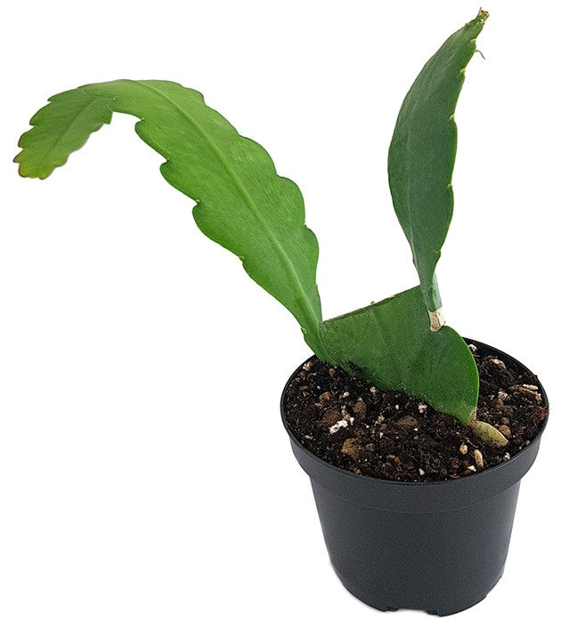 Epiphyllum "sarah courant" - traumhafter Blattkaktus