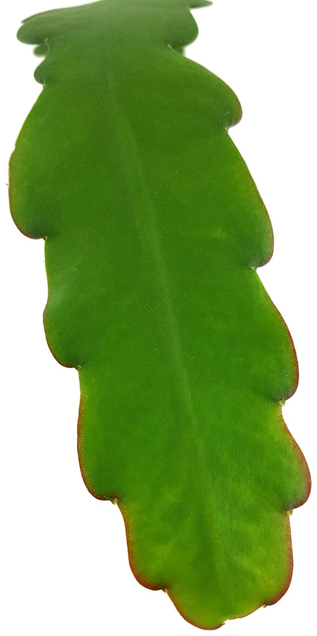 Epiphyllum "sarah courant" - traumhafter Blattkaktus