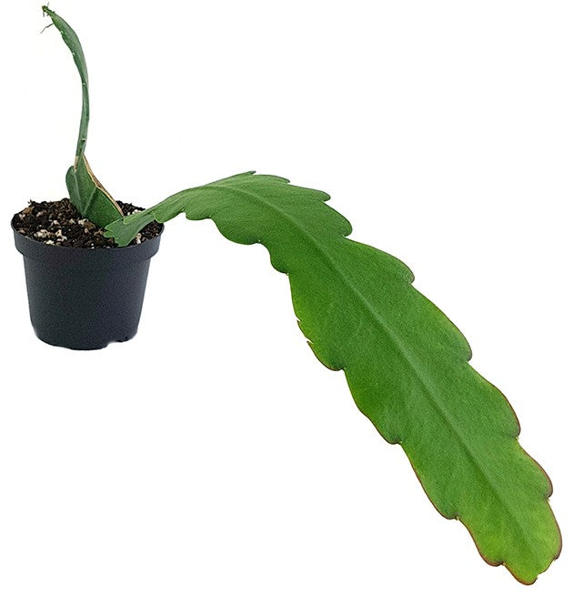 Epiphyllum "sarah courant" - traumhafter Blattkaktus