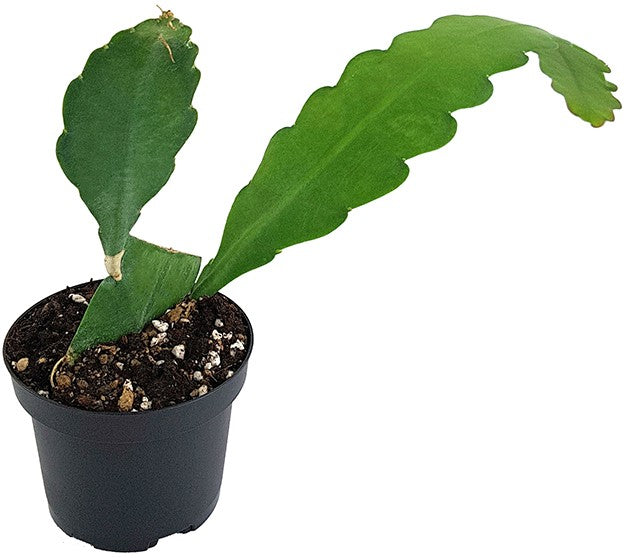 Epiphyllum "sarah courant" - traumhafter Blattkaktus