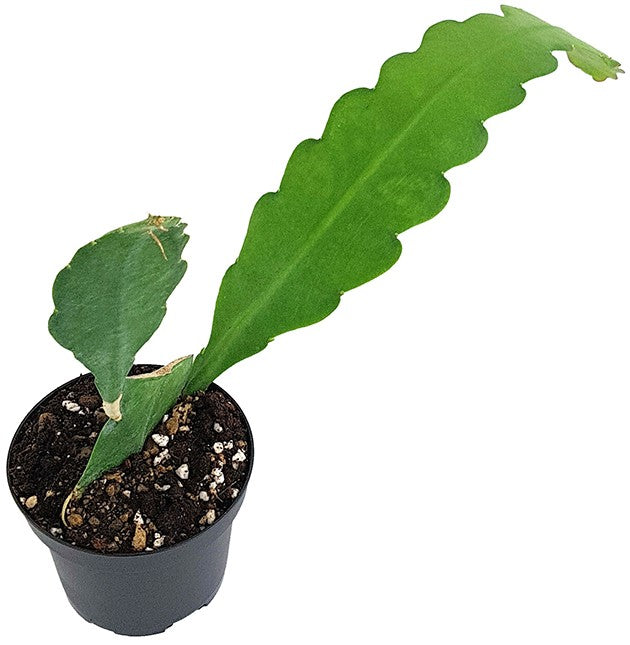 Epiphyllum "sarah courant" - traumhafter Blattkaktus