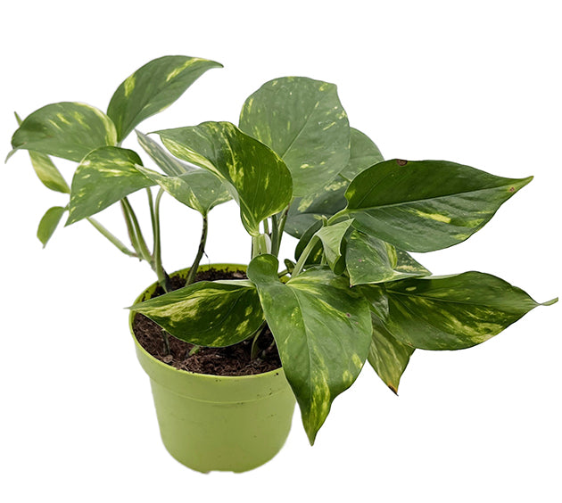 Epipremnum aureum - goldene Efeutute