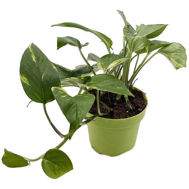 Epipremnum aureum - goldene Efeutute
