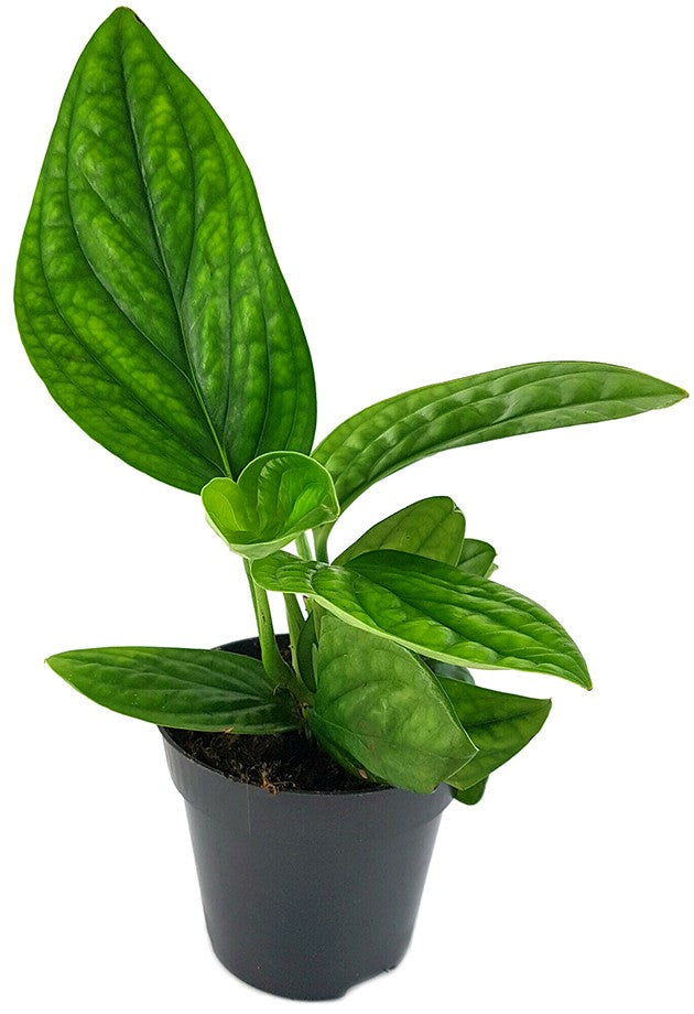 Epipremnum pinnatum "Marble Planet" - grüne Efeutute
