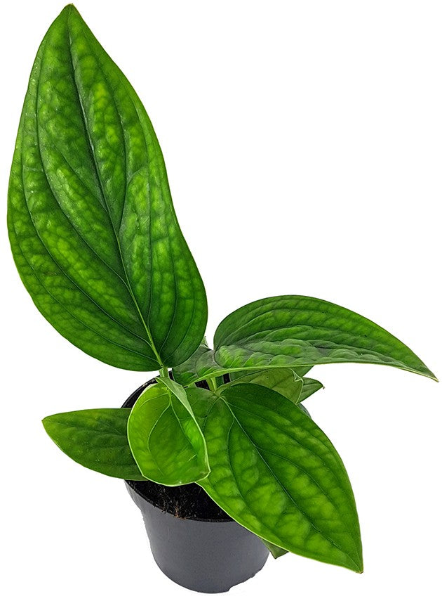 Epipremnum pinnatum "Marble Planet" - grüne Efeutute
