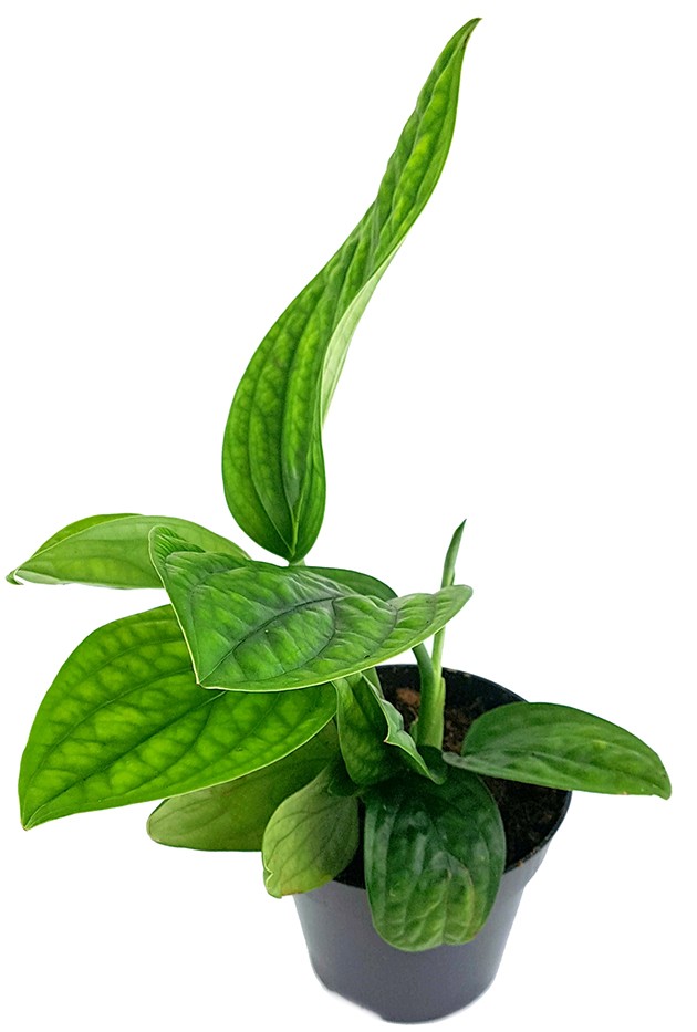 Epipremnum pinnatum "Marble Planet" - grüne Efeutute