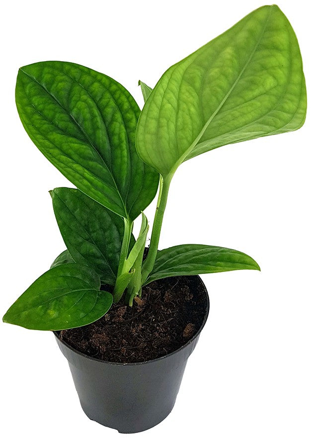 Epipremnum pinnatum "Marble Planet" - grüne Efeutute