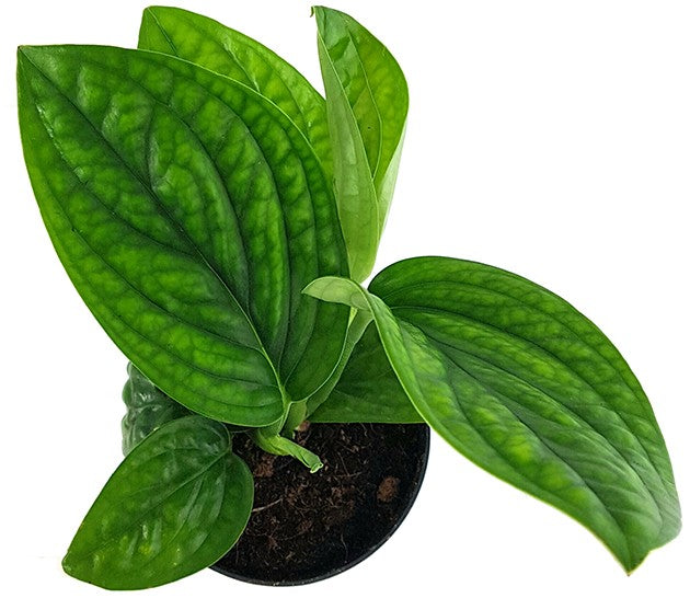Epipremnum pinnatum "Marble Planet" - grüne Efeutute