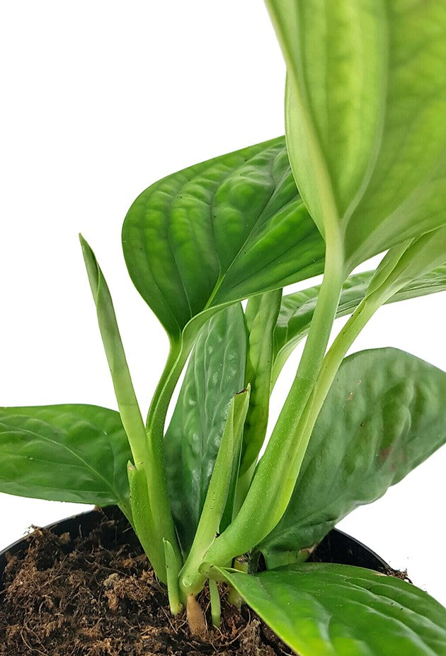 Epipremnum pinnatum "Marble Planet" - grüne Efeutute