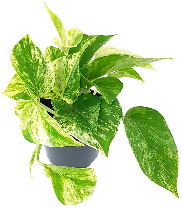 Epipremnum pinnatum "Marble Queen" - gefleckte Efeutute