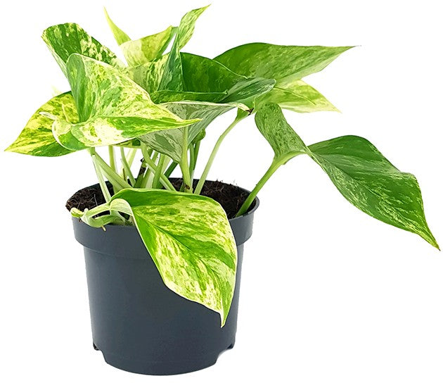 Epipremnum pinnatum "Marble Queen" - gefleckte Efeutute