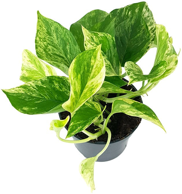 Epipremnum pinnatum "Marble Queen" - gefleckte Efeutute