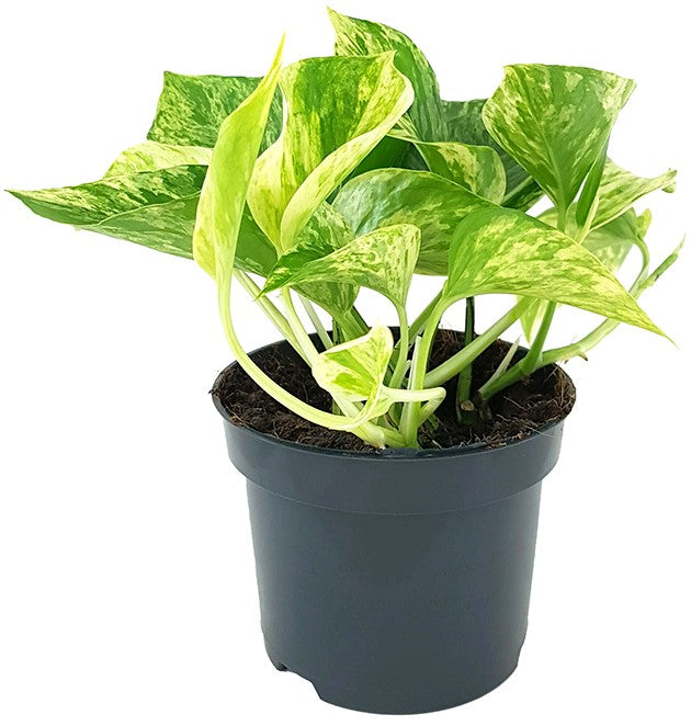 Epipremnum pinnatum "Marble Queen" - gefleckte Efeutute
