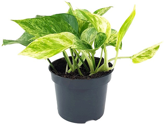 Epipremnum pinnatum "Marble Queen" - gefleckte Efeutute