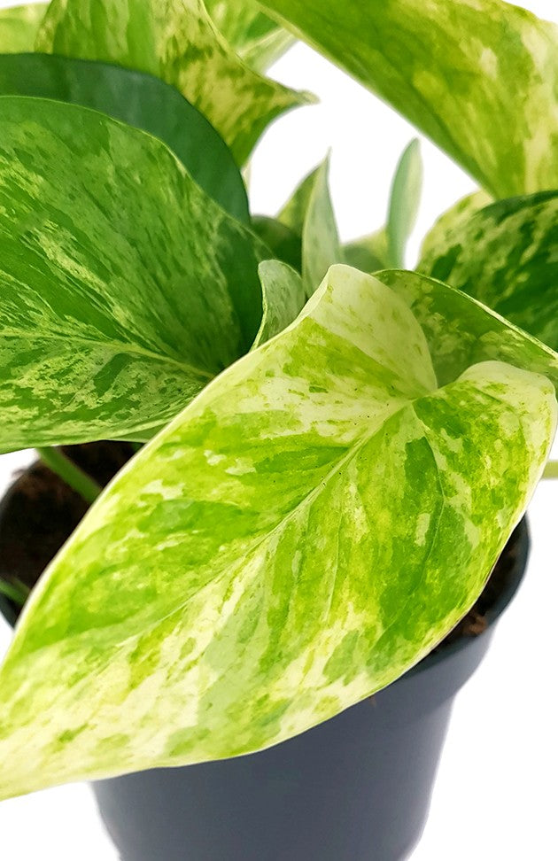 Epipremnum pinnatum "Marble Queen" - gefleckte Efeutute