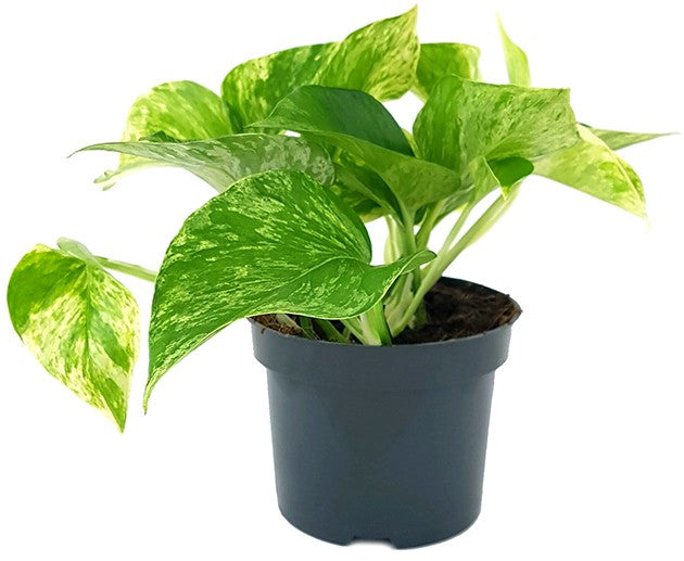 Epipremnum pinnatum "Marble Queen" - gefleckte Efeutute