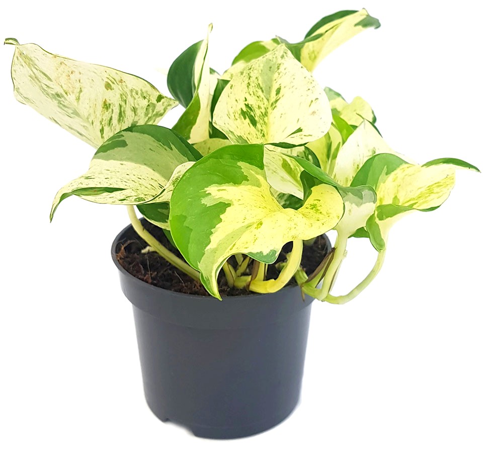 Epipremnum pinnatum "Happy Leaf" - panaschierte Efeutute